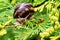 Close-up of beautiful grape snail Helix pomatia, Roman snail, Burgundy snail, edible snail or escargot