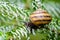 Close-up of beautiful grape snail Helix pomatia, Roman snail, Burgundy snail, edible snail or escargot on the silver needles