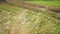 Close up beautiful grass blow in wind in morning . Wild close up grass blowing in the wind in a rural Countryside with sunshine