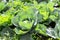 Close up of a beautiful green cabbage in a garden. Vegetarian food