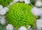 Close up of beautiful green Chrysanthemums flower in bouquet