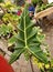 Close up of a beautiful green leaf of Alocasia Sarian