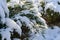 Close-up of beautiful green leaves Cossack juniper Juniperus sabina Tamariscifolia covered with white fluffy snow