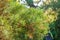 Close-up of beautiful green leaves of Giant Sequoiadendron or giant sequoia or giant red tree