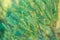 Close-up of beautiful green leaves of Giant Sequoiadendron or giant sequoia or giant red tree