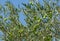 Close-up beautiful green olives on branches olive trees Olea europaea in city park Krasnodar. Public landscape `Galitsky park`