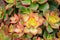 Close-up beautiful green-pink Kiwi Aeonium in a botanical garden.