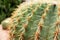 Close Up Beautiful Green Thorn Echinocactus grusonii Cactus for Background or Wallpaper