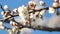 A close-up of a beautiful growing branch of apricot or sakura blossoming flower in a spring in the garden.