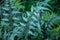 Close up of beautiful growing ferns in the forest