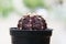 Close-up beautiful gymnocalycium cactus