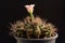 Close-up beautiful gymnocalycium cactus flower