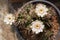 Close-up beautiful gymnocalycium cactus flower