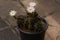 Close-up beautiful gymnocalycium cactus flowers