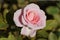 Close up of a beautiful half-bloom light pink rose