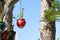 Close-up of a beautiful hanging plant pot in the garden of a hotel.