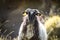 Close up of beautiful happy sheep in pyrennees mountains