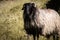 Close up of beautiful happy sheep in pyrennees mountains