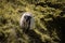 Close up of beautiful happy sheep in pyrennees mountains