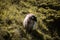 Close up of beautiful happy sheep in pyrennees mountains