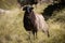 Close up of beautiful happy sheep in pyrennees mountains