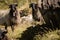 Close up of beautiful happy sheep in pyrennees mountains