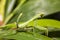 Close up beautiful and healthy green praying mantis standing on leaf