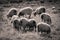 Close up of beautiful herd of sheeps in pyrennees