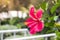 Close up of Beautiful Hibiscus,Chaba flower in blooming in the g