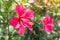 Close up of Beautiful Hibiscus,Chaba flower in blooming in the g