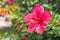 Close up of Beautiful Hibiscus,Chaba flower in blooming in the g