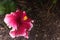 Close-up of beautiful hibiscus deep pink white edged flower blossom in full bloom in Hawaii paradise, floral garden background, tr