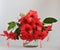 Close-up beautiful hibiscus red flowers in vase and wood background