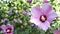 Close-up of beautiful hibiscus syriacus flowers in a park