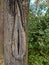 Close-up of a beautiful hollow in a tree. Wood texture.