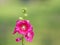 Close up of beautiful Hollyhock flowers