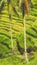 Close up of Beautiful Huge Palm Tree in Amazing Tegalalang Rice Terrace fields, Ubud, Bali, Indonesia