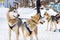 Close up beautiful Husky dogs used for sledding in snowy Russian city