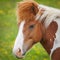 Close Up Of A Beautiful Icelandic Horse