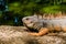 Close up of a beautiful iguana resting near to an artificial pond inside of a the botanical greenhouse in Medellin