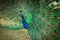 Close up of a beautiful Indian male peacock bird showing his colorful feather tail