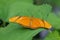 Close up of a beautiful Julia Helliconian butterfly on a green leaf