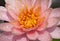 Close-up of beautiful large orange color lotus flower and yellow pollen. Pastel color of water lily blossoms with water droplets