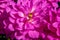 Close up of a beautiful large vibrant pink dahlia flower head.