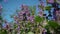 Close up of beautiful lavender flowers in blue sky background in spring