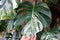 Close up of the beautiful leaf of a variegated Monstera Deliciosa Albo