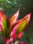 Close up Beautiful Leaves of Cordyline fruticosa Tree Isolated on Nature Background, Selective Focus