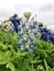 Close up of a beautiful light blue bluebonnet