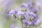 Close-up of beautiful light purple Murdannia giganteum flowers blooming in the fields in Prachinburi Province,Thailand.selective