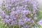 Close-up of beautiful light purple Murdannia giganteum flowers blooming in the fields in Prachinburi Province,Thailand.selective